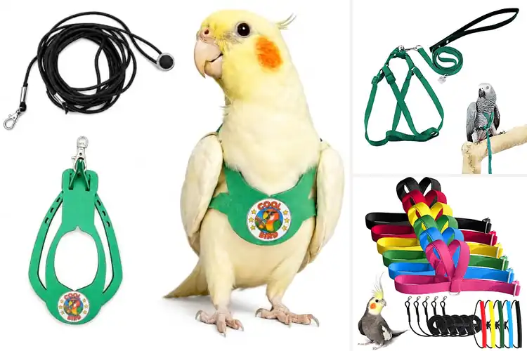 Detailed view of Best Small Parrot Harnesses